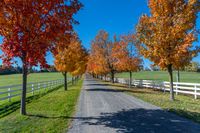 a rural lane lined with trees covered in autumn leaves, under a blue sky, in the fall