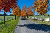 a rural lane lined with trees covered in autumn leaves, under a blue sky, in the fall