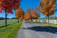 a rural lane lined with trees covered in autumn leaves, under a blue sky, in the fall