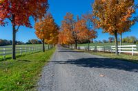 a rural lane lined with trees covered in autumn leaves, under a blue sky, in the fall