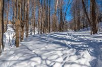 snow covers the ground of a forest in wintertime with a bright blue sky behind