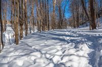 snow covers the ground of a forest in wintertime with a bright blue sky behind