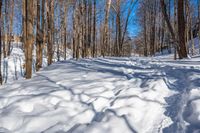 snow covers the ground of a forest in wintertime with a bright blue sky behind