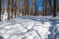 snow covers the ground of a forest in wintertime with a bright blue sky behind