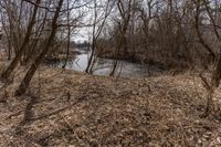 the tree line is next to the pond and river with no water or animals in it