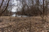 the tree line is next to the pond and river with no water or animals in it