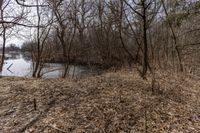 the tree line is next to the pond and river with no water or animals in it