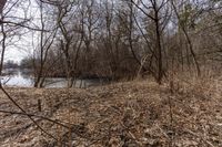 the tree line is next to the pond and river with no water or animals in it