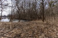 the tree line is next to the pond and river with no water or animals in it