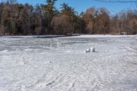 a bunch of rocks on the river with snow all around it, and trees behind it