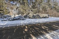 a tree lined street with trees and snow on it in front of a lot of pine trees