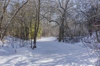 a snow covered path and some trees and buildings in the distance and a sunburst