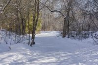 a snow covered path and some trees and buildings in the distance and a sunburst