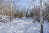 a snow covered path and some trees and buildings in the distance and a sunburst