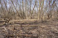 large wood pieces and broken branches and fallen leaves on the ground near a wooded area