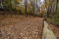 Ontario Canadian Landscape: A Dirt Road Through Majestic Trees