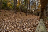 Ontario Canadian Landscape: A Dirt Road Through Majestic Trees