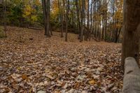 Ontario Canadian Landscape: A Dirt Road Through Majestic Trees