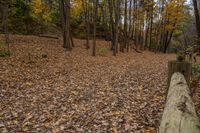 Ontario Canadian Landscape: A Dirt Road Through Majestic Trees