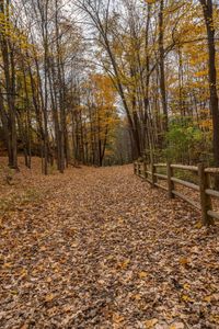 Ontario's Clear Sky: Woodland Road in Canada