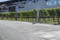 a large building with lots of vines on it's side and trees lining the sidewalk