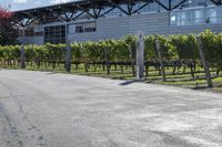 a large building with lots of vines on it's side and trees lining the sidewalk