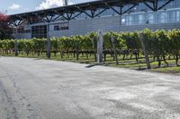 a large building with lots of vines on it's side and trees lining the sidewalk