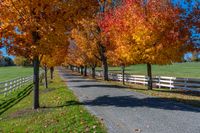 a road with a line of trees on both sides next to a long fence in a park