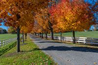 a road with a line of trees on both sides next to a long fence in a park