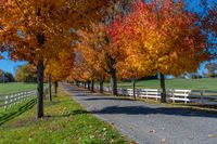 a road with a line of trees on both sides next to a long fence in a park