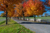 a road with a line of trees on both sides next to a long fence in a park