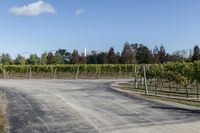 a view of a road and some bushes in the distance with a red traffic cone on it