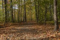 a leaf strewn path in a wooded area near the woods with lots of leaves falling on the ground and a bench near the trees