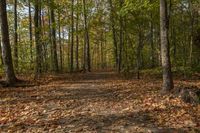 a leaf strewn path in a wooded area near the woods with lots of leaves falling on the ground and a bench near the trees