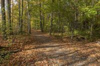 a leaf strewn path in a wooded area near the woods with lots of leaves falling on the ground and a bench near the trees