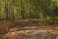 a leaf strewn path in a wooded area near the woods with lots of leaves falling on the ground and a bench near the trees