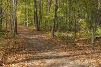 a leaf strewn path in a wooded area near the woods with lots of leaves falling on the ground and a bench near the trees