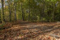 a leaf strewn path in a wooded area near the woods with lots of leaves falling on the ground and a bench near the trees