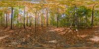 digital painting of a tree in the woods with many colorful leaves on the ground and leaves on the ground