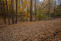 Ontario Forest: Exploring the Nature of Canada