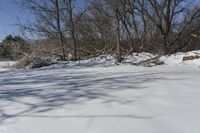 Ontario Forest: Clear Sky and Sunlight