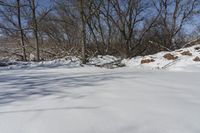 Ontario Forest: Clear Sky and Sunlight