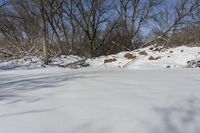 Ontario Forest: Clear Sky and Sunlight