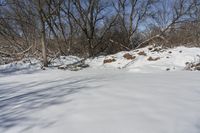 Ontario Forest: Clear Sky and Sunlight