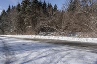 Ontario Forest on a Clear Day