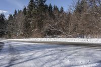 Ontario Forest on a Clear Day