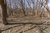 a dirt path in the woods with trees and grass to its right that has a tree branch sticking out