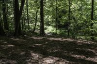 Ontario Forest Landscape