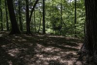 Ontario Forest Landscape