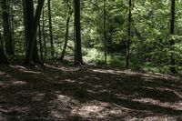 Ontario Forest Landscape